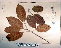 Ficus virens image