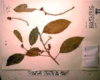 Ficus aurea image