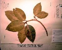 Ficus aurea image