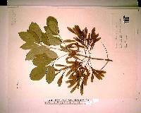 Fraxinus caroliniana image