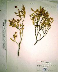 Jacquinia keyensis image