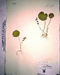 Hydrocotyle verticillata image