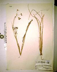 Oxypolis filiformis image