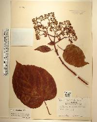 Premna serratifolia image