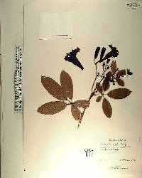 Tabebuia heterophylla image