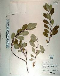 Erythroxylum coca image