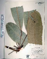 Schefflera actinophylla image