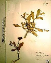 Quercus geminata image