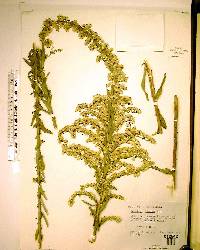 Solidago stricta image