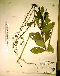 Crotalaria spectabilis image