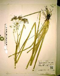 Oxypolis filiformis image