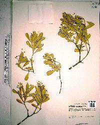 Jacquinia keyensis image