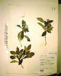 Psychotria ligustrifolia image