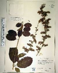 Combretum paniculatum image