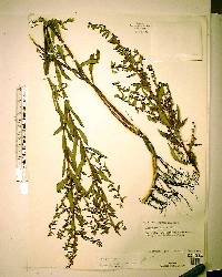 Ludwigia alata image