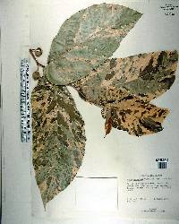 Ficus sycomorus image