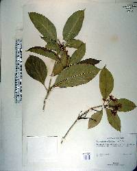 Pittosporum moluccanum image