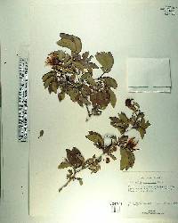 Calliandra emarginata image
