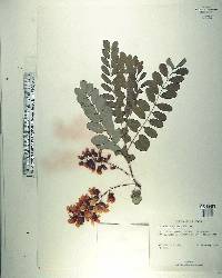 Calpurnia aurea image
