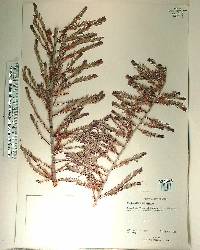 Phyllanthus emblica image