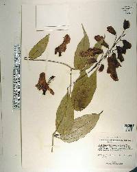 Thunbergia mysorensis image