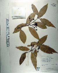 Ocotea coriacea image