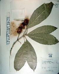 Pittosporum moluccanum image