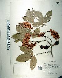 Lonchocarpus cruentus image