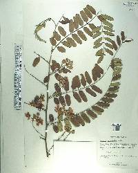 Cassia roxburghii image