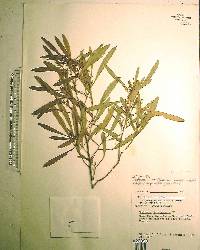 Dodonaea viscosa image