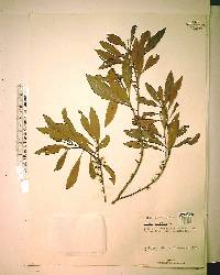 Myrica cerifera image