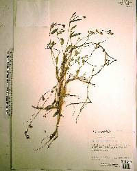 Crotalaria rotundifolia image