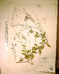 Desmodium tortuosum image