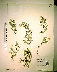 Tribulus cistoides image