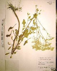 Rachicallis americana image