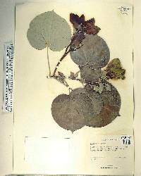 Hibiscus tiliaceus image