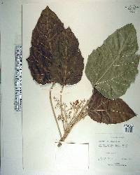 Aleurites moluccana image