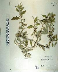 Elaeagnus philippensis image