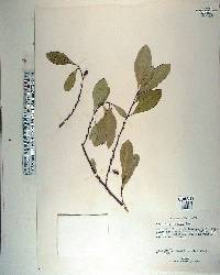 Erythroxylum coca image