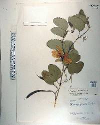 Bauhinia tomentosa image