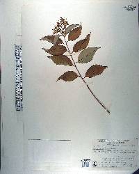 Lagerstroemia fauriei image