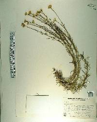 Santolina rosmarinifolia image