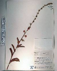 Mimosa polycarpa image