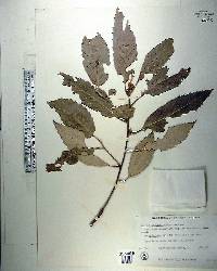 Quercus oblongata image