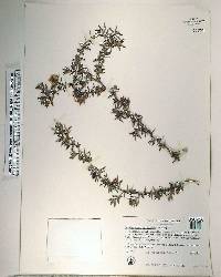 Leptospermum scoparium image