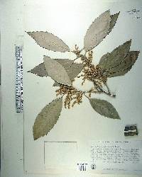 Quercus oblongata image