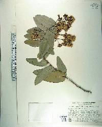 Angophora subvelutina image