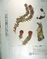 Melaleuca nesophila image