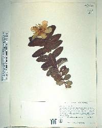 Hypericum calycinum image