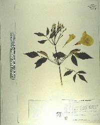Pandorea jasminoides image
